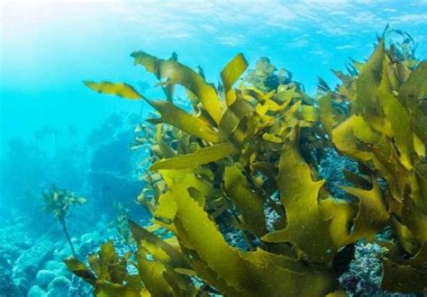 Santa Cruz's Seaweed: A Promising Solution for Global Food Security